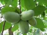 Pawpaw Fruit