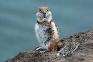 chipmunk