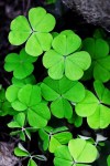 four-leaf-clover