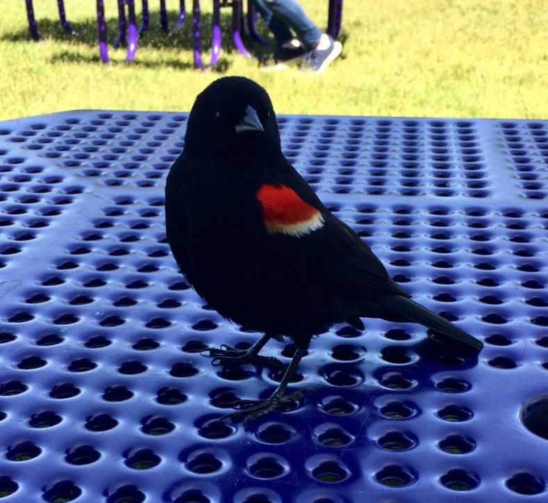 Black Bird at Lunch