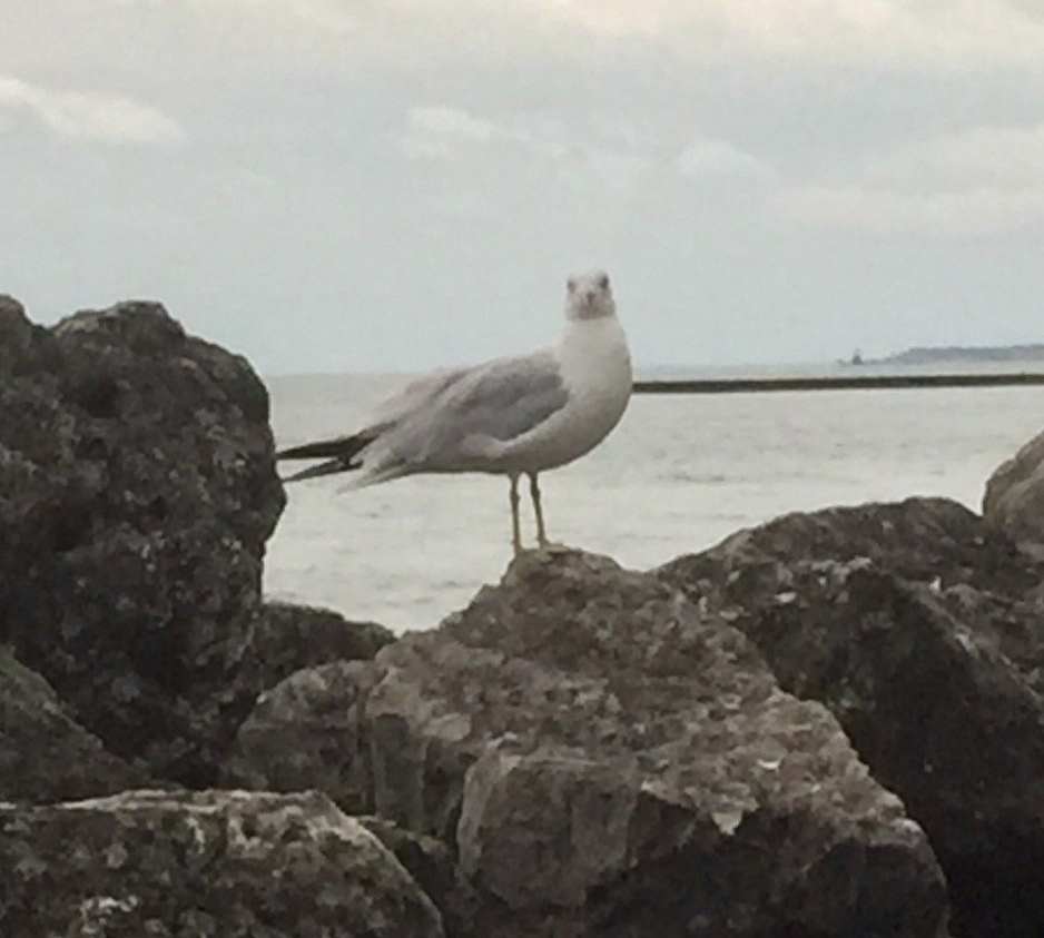 bird-on-rocks-1-e1568718773967.jpg
