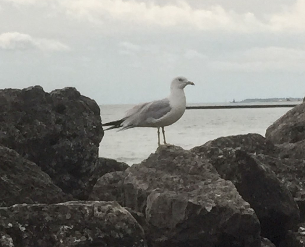 bird-on-rocks-2.jpg