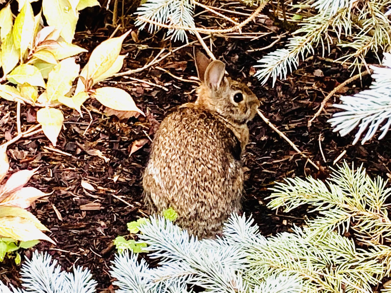 Photography – A rabbit poses… | Brilliant Viewpoint